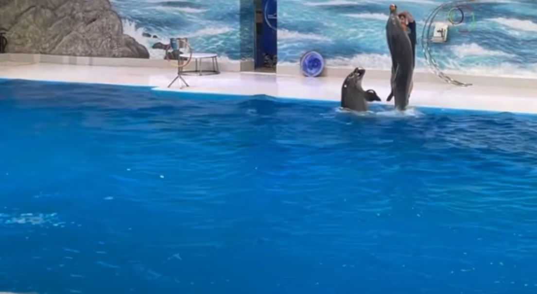 Dubai Dolphinarium